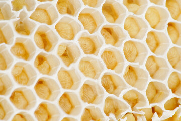 Details of the honeycomb and larvae