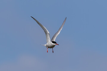 Common Tern in the sky.