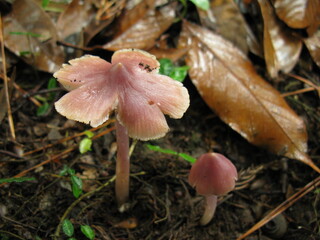 Mycena pura mushrooms at different growth stages
