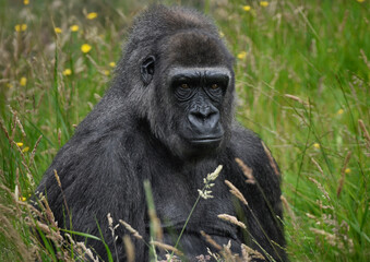 A close up of a Western Lowland Gorilla
