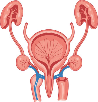 Ureter, Uretra Vector Diagram For Medical Education