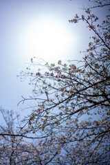 春の光と桜春の噴水と彫刻公園