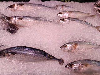 Several mackerels on ice ready for sale