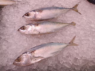 Several mackerels on ice ready for sale