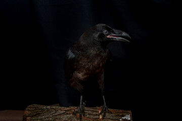 Black raven bird Corvus corax, dark style, big black scary bird sitting. Portrait for Halloween.