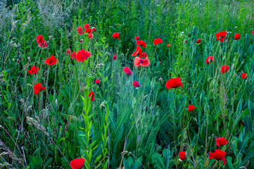 A magnificent field of red poppies on a summer morning delights your eye with its beauty and attractiveness