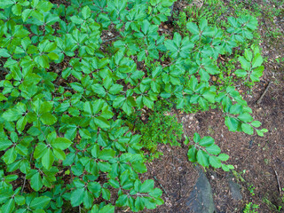 Branches of young beech with fresh leaves against the ground