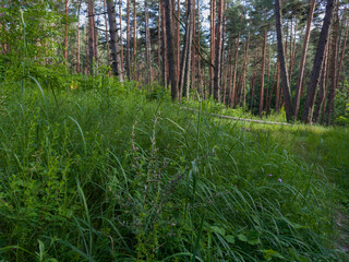 Pine forest with high grass on foreground in sunny day