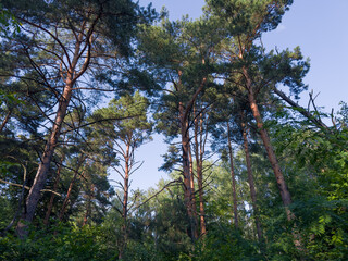 Old high pines in forest in sunny day, bottom view