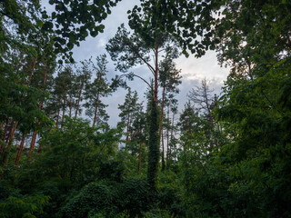 Old pines and other trees in forest in sunny evening