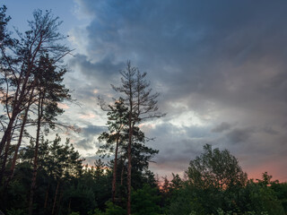 Old pines on forest edge against cloudy sky at sunset