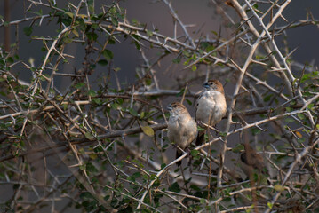 natural, branch, habitat, beak, indian silverbills, bird, perch, beautiful, bird watching, brown, wildlife photography, finch, wild, fence, garden, migration, wild life, bird wallpaper, outdoor, wildl