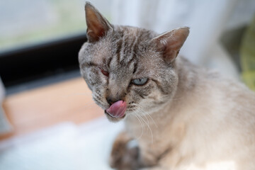 窓辺でくつろぐ可愛い猫　シャムトラ猫