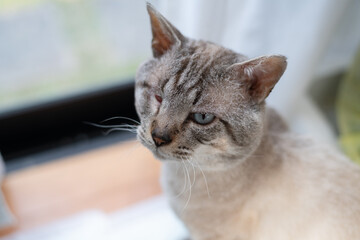 窓辺でくつろぐ可愛い猫　シャムトラ猫
