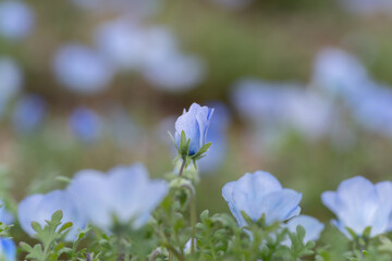 可愛いネモフィラの蕾