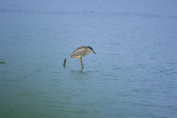 A beautiful black crowned night heron balances gracefully on one leg in calm, shallow water with a serene blue backdrop.