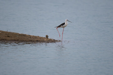 A beautiful black winged stilt stands gracefully in shallow water near a muddy lakeshore. the bird is surrounded with blue water.