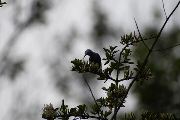 A striking silhouette of a purple sunbird perched on a flowering branch, feeding on nectar against a soft, moody sky.