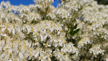 Sweden. Clematis terniflora (sweet autumn clematis, sweet autumn virginsbower) is a plant in the...