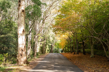 autumn trees forest landscape road