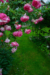 Rose beautiful flowers climbing bush on the green garden fence.