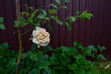 Full bloom of beautiful pale pink climbing roses on background. Beautiful pattern of sweet fuzzy rose flower.