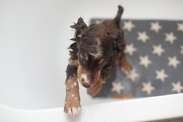 A small brown and white dog is standing in a bathtub