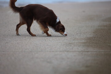 Brown and white dog is sniffing the ground