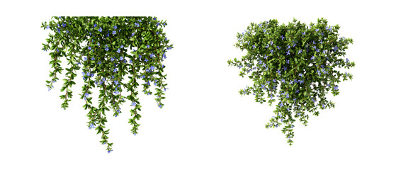 Obraz premium 3D Illustration of Lithodora Diffusa Bush, Dense Green Plant with Blue Flowers, Isolated on White Background, PNG Cutout