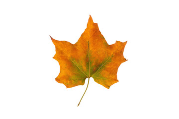 Obraz premium a single leaf is shown on a white background