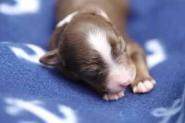 A small brown and white puppy is sleeping on a blue blanket