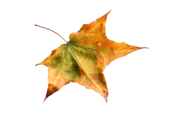 a single leaf with a brown and yellow pattern