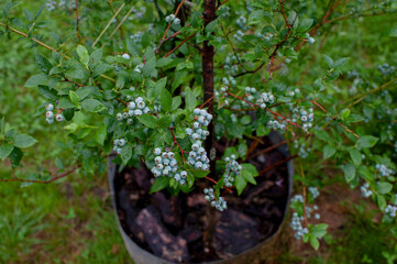 Blueberry berries are delicious and juicy, full of natural vitamins