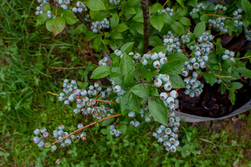 Blueberry berries are delicious and juicy, full of natural vitamins