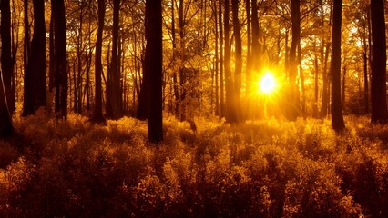 Obraz premium Vibrant autumn foliage under the warm sun on a forest path