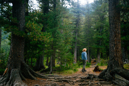 Man exploring scenic forest path in tranquil woodland setting, Hipster traveler with hat hike walk in high mountain national park