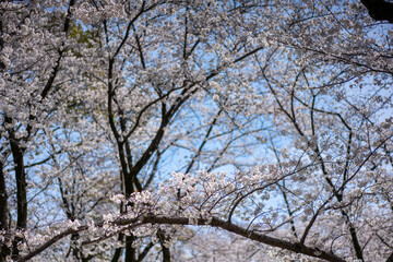 満開の桜と青空