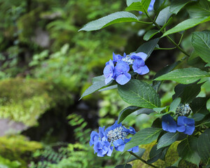 水辺に咲いた山紫陽花