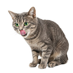 Obraz premium A sleek grey adult tabby cat with emerald green eyes, bright studio lighting, licking its pink lips on a transparent background, pristine commercial pet photography
