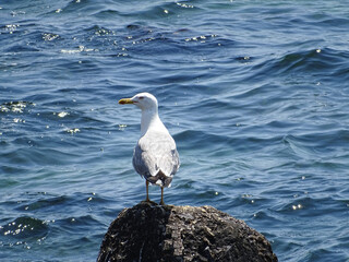 Seagull at the Black Sea in Constanta, Romania