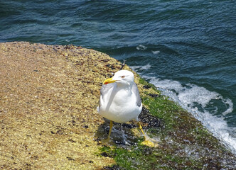 Obraz premium Seagull at the Black Sea in Constanta, Romania