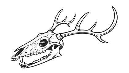 Fototapeta premium Detailed Line Art of a Deer Skull with Antlers