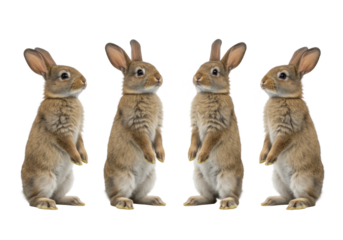 Four adorable young brown rabbits stand on hind legs with perked ears and curious eyes, paws tucked, against a pristine transparent seamless studio background with bright, even, shadowless light, UHD