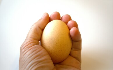 One brown chicken egg in hand with white background.