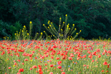 A field of vibrant red poppies and yellow wildflowers, with a cluster of green plants in the...