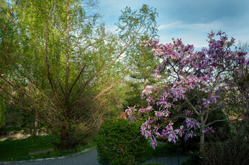Sakura blossom
Beautiful weeping sakura in spring in a big city park.