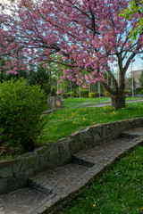 Sakura blossom
Beautiful weeping sakura in spring in a big city park.