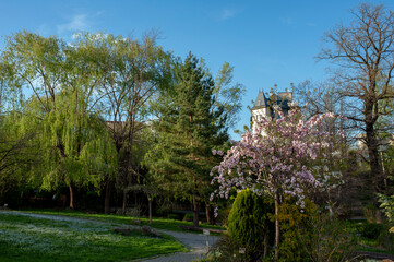 Sakura blossom
Beautiful weeping sakura in spring in a big city park.