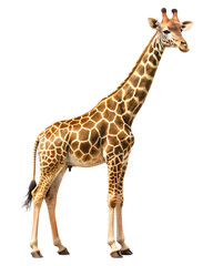 a-giraffe isolated on white background, png, ai generated.