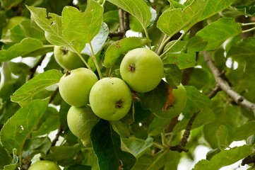 Green apples in the garden. apples on the tree. apple orchard.